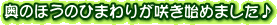 ̂ق̂Ђ܂肪炫n߂܂
